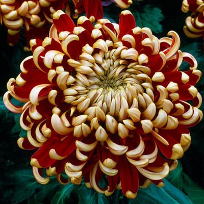 Рассада крупноцветковой хризантемы Buffalo Rouge hrvel0001-01 фото