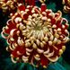 Розсада великоквіткової хризантеми Buffalo Rouge hrvel0001-01 фото 1