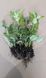 Набор из 10 рассад крупноцветковой хризантемы, микс цветов vel0010 фото 3