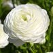 Ранункулюс Aviv White / 5 кореневих бульб в упаковці rany003 фото 1