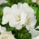 Фрезія махрова White / 5 цибулин в упаковці frez001 фото 1
