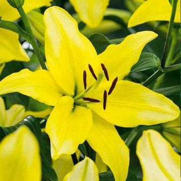 Лілія Yellow Power (цибулина) lili030 фото