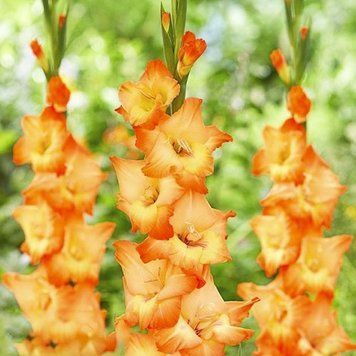Гладіолус Orange Sun, розмір 12/14 g0001-34 фото