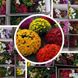Набір з 10 саджанців шаровидної хризантеми, мікс hrschar0010 фото 1