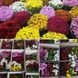 Набір з 10 саджанців шаровидної хризантеми, мікс hrschar0010 фото 2