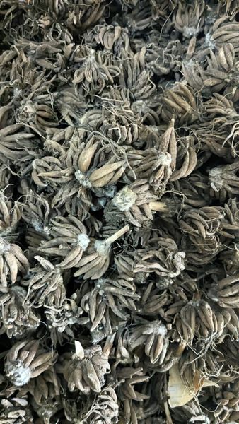 Набір з 15 кореневих бульб ранункулюса (лютика), 7 кольорів r0015 фото
