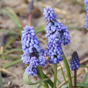 Мускарі Flower Power / 5 цибулин в упаковці musc011 фото