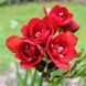 Фрезія махрова Red / 5 цибулин в упаковці frez003 фото 1
