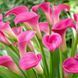 Кала Pink Harmony (бульба) kall019 фото 1