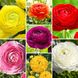 Набор из 15 корневых клубней ранункулюса (лютика), 7 цветов. r0015 фото 1