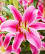 Лілія Star Gazer (цибулина) lili032 фото 1