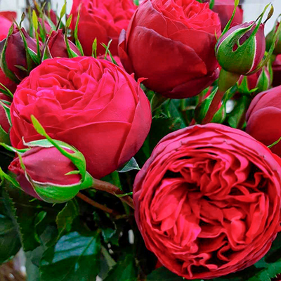 Саджанець англійської троянди Red Piano t0001-01 фото