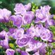Фрезія махрова Purple / 5 цибулин в упаковці frez005 фото 1