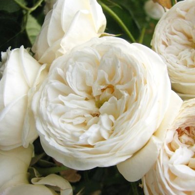 Саджанець англійської троянди White Sensation t0001-02 фото