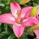 Лілія Rozalynn (цибулина) lili034 фото 1