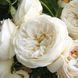 Саджанець англійської троянди White Sensation t0001-02 фото 1