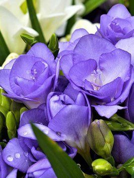 Фрезія махрова Blue / 5 цибулин в упаковці frez007 фото