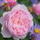 Саджанець англійської троянди Wisley t0001-03 фото 1