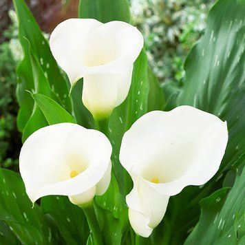 Кала White Art (бульба) kall023 фото