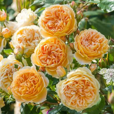 Саджанець англійської троянди Princess Margaret t0001-04 фото
