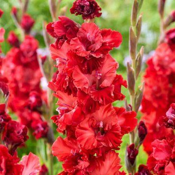 Гладіолус Velvet Raspberry (цибулина) g0019 фото