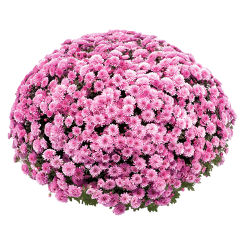 Шаровидна хризантема Jasoda Dark Pink (саджанець) khrshar014 фото