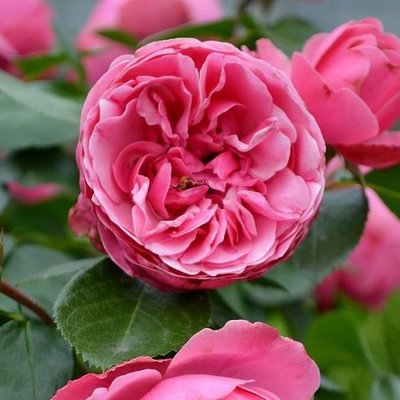 Саджанець англійської троянди Pink Piano t0001-05 фото