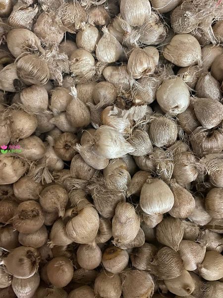 Набір з 10 цибулин спараксісу, мікс кольорів spar10n фото