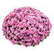 Шаровидна хризантема Jasoda Dark Pink (саджанець) khrshar014 фото 1