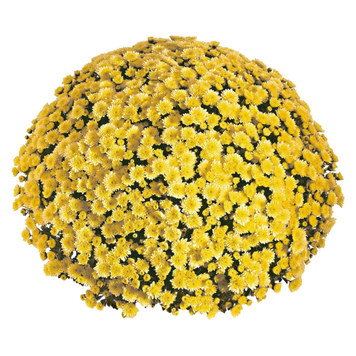 Шаровидна хризантема Jasoda Dark Yellow (саджанець) khrshar015 фото