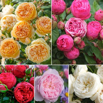 Набір з 5 саджанців англійських троянд, 5 кольорів t0005 фото