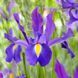 Ірис голландський Discovery Purple / 5 цибулин в упаковці iris001 фото 1