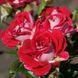 Троянда спрей Ruby Star (саджанець) spre001 фото 1