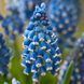 Мускарі Soulmate / 5 цибулин в упаковці musc018 фото 1