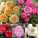 Набір з 5 саджанців англійських троянд, 5 кольорів t0005 фото 1