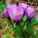 Крокус Barr's Purple / 5 цибулин в упаковці krok001 фото 1