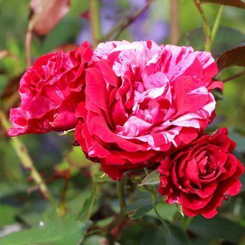 Троянда флорибунда Deep Impression (саджанець) flor001 фото