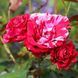Троянда флорибунда Deep Impression (саджанець) flor001 фото 1
