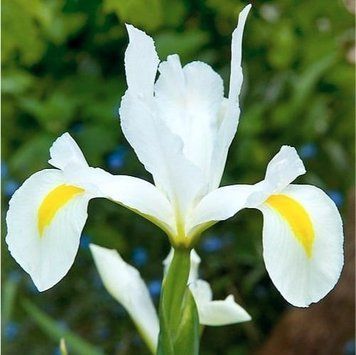Ірис голландський White van Vliet / 5 цибулин в упаковці iris003 фото