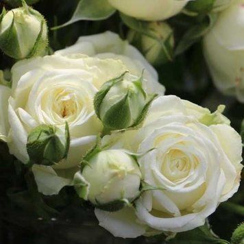Троянда спрей White Lydia (саджанець) spre003 фото