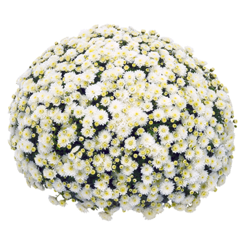 Шаровидна хризантема Jasoda White (саджанець) khrshar017 фото
