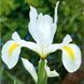 Ірис голландський White van Vliet / 5 цибулин в упаковці iris003 фото 1