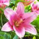 Лілія Brindisi (цибулина) lili040 фото 1