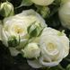 Троянда спрей White Lydia (саджанець) spre003 фото 1