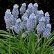 Мускарі Valerie Finnis / 5 цибулин в упаковці musc020 фото 1