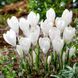 Крокус Ice Queen / 5 цибулин в упаковці krok008 фото 1