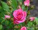 Троянда спрей Lovely Lydia (саджанець) spre006 фото 1