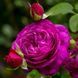 Троянда флорибунда Heidi Klum (саджанець) flor005 фото 1