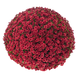 Шаровидна хризантема Jasoda Red (саджанець) khrshar020 фото 1