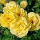 Троянда флорибунда Friesia (саджанець) flor006 фото 1
